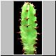 Euphorbia_parviceps.jpg