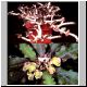 Euphorbia_parvicyathophora.jpg