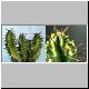 Euphorbia_perangusta.jpg