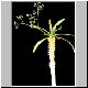 Euphorbia_perrieri.jpg