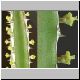 Euphorbia_persistentifolia.jpg