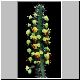 Euphorbia_petraea.jpg