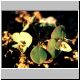 Euphorbia_phylloclada.jpg