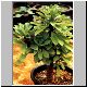 Euphorbia_plumerioides.jpg