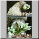 Euphorbia_primulifolia_1.jpg