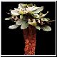 Euphorbia_primulifolia_primulifolia.jpg