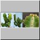 Euphorbia_pseudocactus_1.jpg