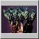 Euphorbia_pseudoduseimata.jpg