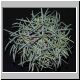Euphorbia_pubiglans1.jpg