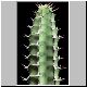 Euphorbia_tescorum.jpg