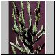 Euphorbia_tetragona.jpg
