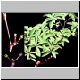 Euphorbia_umbraculiformis.jpg