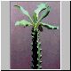 Euphorbia_undulatifolia.jpg