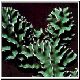 Euphorbia_mandas_cowhorn.jpg