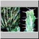 Euphorbia_marsabitensis.jpg