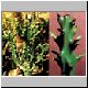 Euphorbia_mayuranathani.jpg