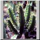 Euphorbia_nigrispinoides.jpg