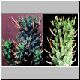 Euphorbia_schoenlandii.jpg