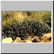 Euphorbia_shinzii_Magaliesberg.jpg