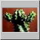 Euphorbia_spiralis.jpg